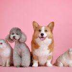 Aloe Vera für Hunde: Die Heilpflanze für gesunde Haustiere