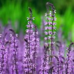 Alles über den Bio-Dünger aus Klee: Kleepura
