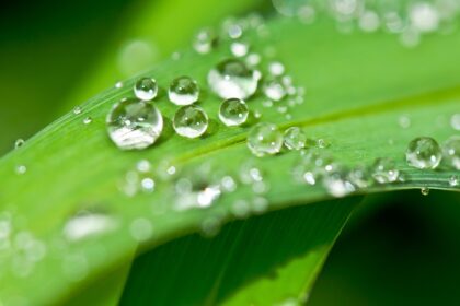 Alles über Aloe Vera: Wirkungen und Nebenwirkungen